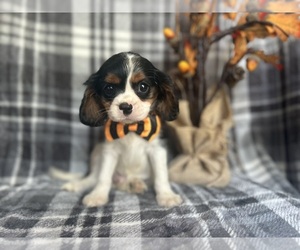 Cavalier King Charles Spaniel Puppy for sale in LAKELAND, FL, USA