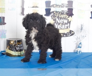 Goldendoodle Puppy for sale in MOUNT VERNON, OH, USA