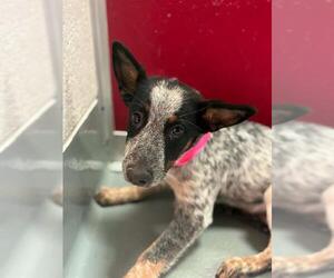 Texas Heeler-Unknown Mix Dogs for adoption in Visalia, CA, USA