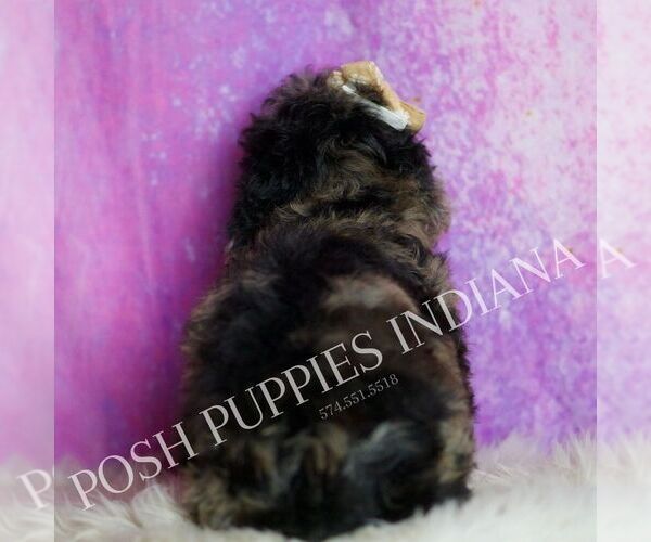 Medium Photo #3 Poodle (Toy) Puppy For Sale in WARSAW, IN, USA