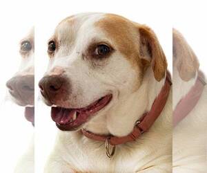 Mutt Dogs for adoption in Kennesaw, GA, USA