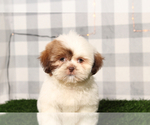 Image preview for Ad Listing. Nickname: Maxine