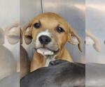 Small American Staffordshire Terrier Mix