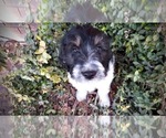 Small Photo #8 Pyredoodle Puppy For Sale in PAYETTE, ID, USA