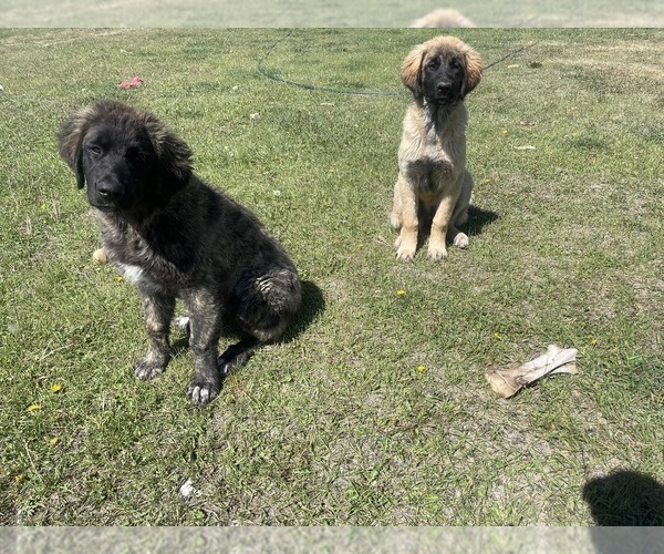 Medium Photo #7 Kangal Dog-Leonberger Mix Puppy For Sale in DILLON, MT, USA