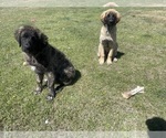 Small Photo #7 Kangal Dog-Leonberger Mix Puppy For Sale in DILLON, MT, USA