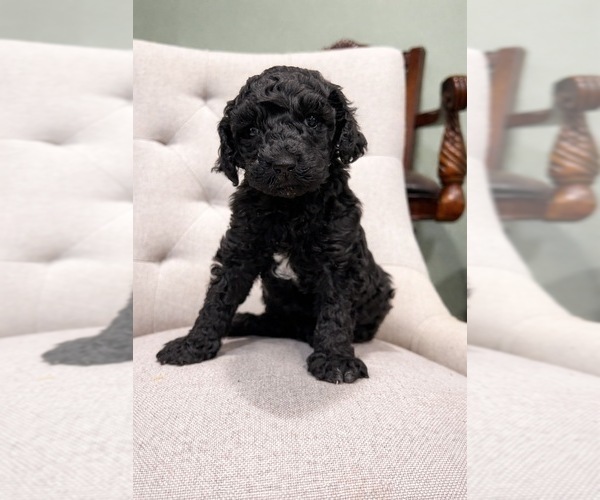 Medium Photo #2 Goldendoodle Puppy For Sale in BUDD LAKE, NJ, USA