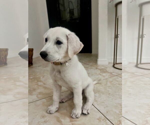 Medium Photo #4 Akbash-Great Pyrenees Mix Puppy For Sale in Houston, TX, USA
