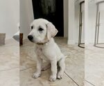 Small #3 Akbash-Great Pyrenees Mix