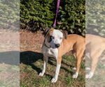 Small #1 American Staffordshire Terrier Mix