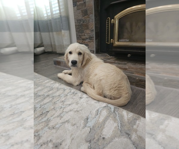 Medium Photo #2 English Cream Golden Retriever Puppy For Sale in ELVERTA, CA, USA