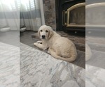 Small #1 English Cream Golden Retriever