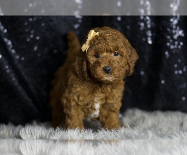 Medium Photo #1 Goldendoodle (Miniature) Puppy For Sale in WARSAW, IN, USA