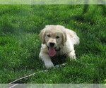 Small #6 Golden Retriever