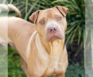Chinese Shar-Pei-Unknown Mix Dogs for adoption in Camarillo, CA, USA