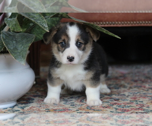 Pembroke Welsh Corgi Puppy for sale in FAIR GROVE, MO, USA