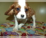 Small Photo #1 Cavalier King Charles Spaniel Puppy For Sale in PATERSON, NJ, USA