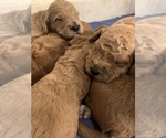 Small Photo #1 Goldendoodle Puppy For Sale in APOLLO BEACH, FL, USA