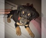 Small Photo #14 Staffordshire Bull Terrier-Unknown Mix Puppy For Sale in Spring, TX, USA