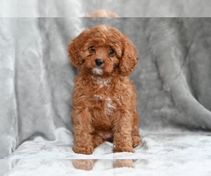 Cavapoo Puppy for sale in MILLERSBURG, OH, USA