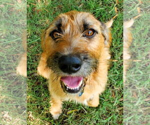 Mutt Dogs for adoption in Shelburne, VT, USA