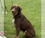 Small #3 Labrador Retriever
