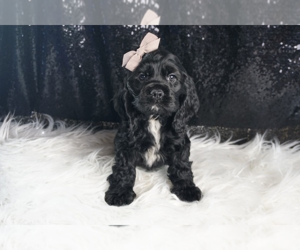 Medium Photo #9 Cocker Spaniel Puppy For Sale in WARSAW, IN, USA