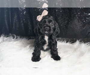 Medium Cocker Spaniel