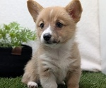 Small #3 Pembroke Welsh Corgi