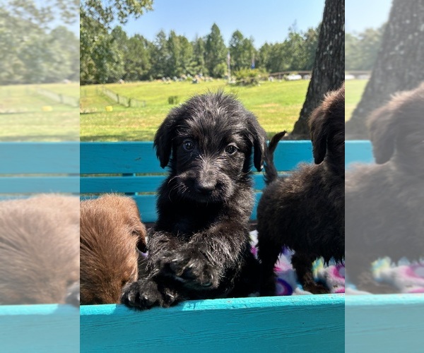 Medium Photo #5 Labradoodle Puppy For Sale in BUTLER, AL, USA
