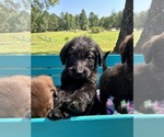 Small #4 Labradoodle