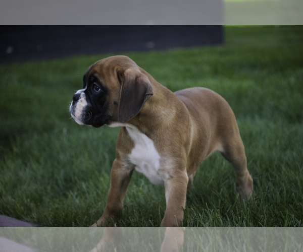 Medium Photo #4 Boxer Puppy For Sale in SHIPSHEWANA, IN, USA