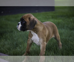 Small #3 Boxer