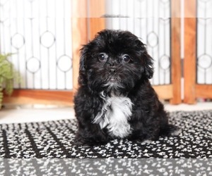 Shih-Poo Puppy for sale in NAPLES, FL, USA