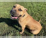 Small #2 Black Mouth Cur