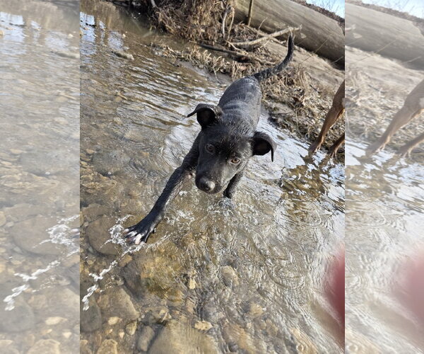 Medium Photo #9 Labrador Retriever-Unknown Mix Puppy For Sale in Germantown, OH, USA
