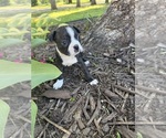Small #1 Boston Terrier