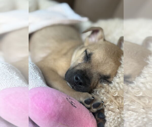 Medium Photo #3 Pug-Unknown Mix Puppy For Sale in The Woodlands, TX, USA