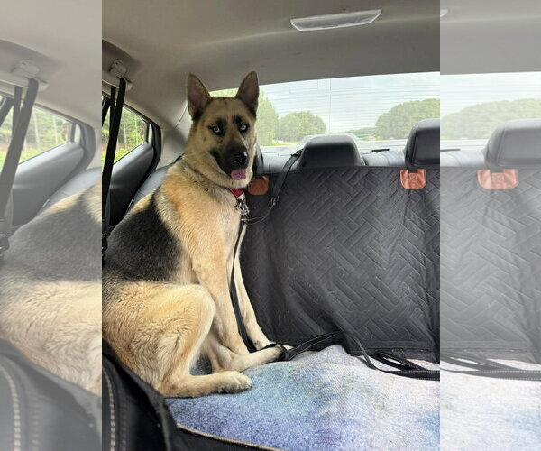 Medium Photo #4 Gerberian Shepsky Puppy For Sale in Holly Springs, NC, USA