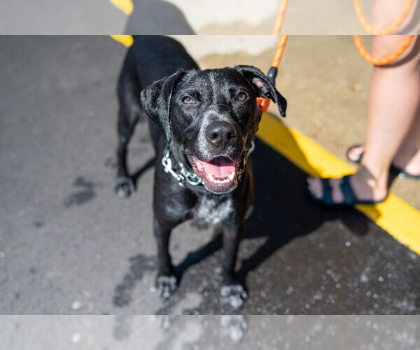 Medium Photo #29 Pointer-Unknown Mix Puppy For Sale in Mundelein, IL, USA