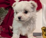 Small Photo #27 Maltese Puppy For Sale in GOSHEN, IN, USA