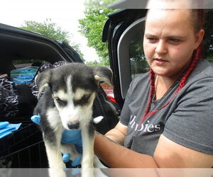 Siberian Husky Dogs for adoption in Ocala, FL, USA