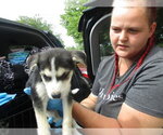 Small Siberian Husky