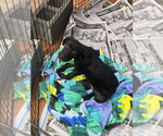 Small #3 Labrador Retriever Mix