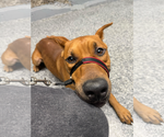 Small Doberman Pinscher Mix