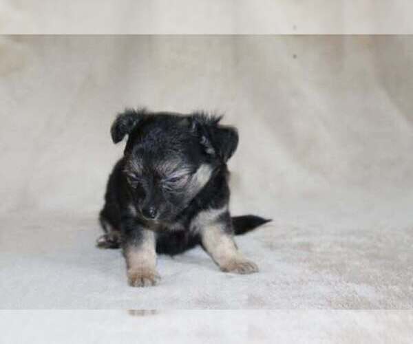 Medium Photo #11 Chihuahua Puppy For Sale in HUDSONVILLE, MI, USA