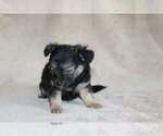 Small Photo #11 Chihuahua Puppy For Sale in HUDSONVILLE, MI, USA