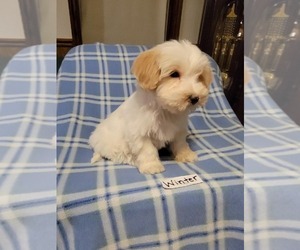 Maltipoo Puppy for sale in CLARKRANGE, TN, USA