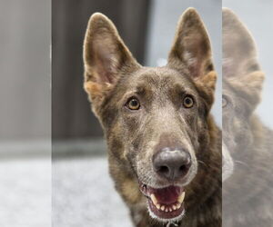 COCOA - Female German Shepherd Dog Dog for Adoption - Photo #4