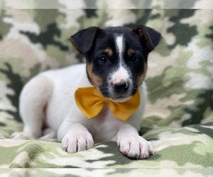 Australian Cattle Dog-Border Collie Mix Puppy for sale in LAKELAND, FL, USA